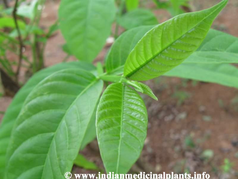 Holarrhena antidysenterica 4